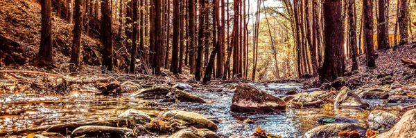 Scorcio delle Foreste Casentinesi